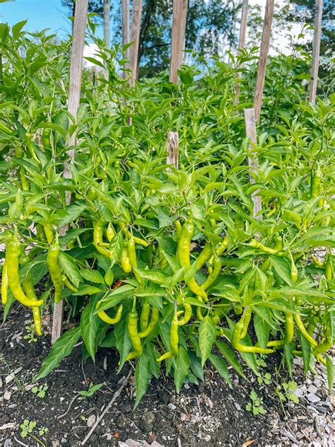 How to Grow Chili Peppers - The Woks of Life