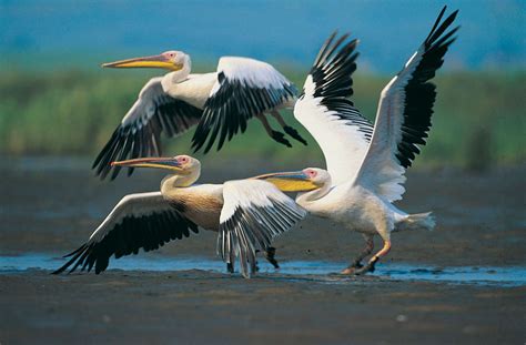 Pelican | Taxonomy, Habitat, Description, & Facts | Britannica