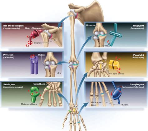 Pin on Sistema Articular