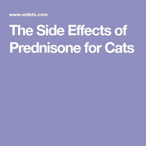 The Side Effects of Prednisone for Cats | Prednisone, Side effects, Siding