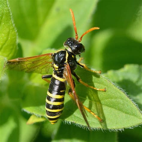 Types of Sawflies and Sawfly Larvae Control