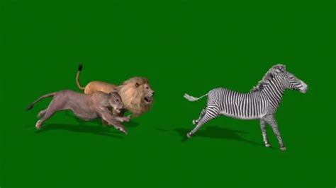 Lion And Lioness Hunting Zebra Green Scr... | Stock Video | Pond5