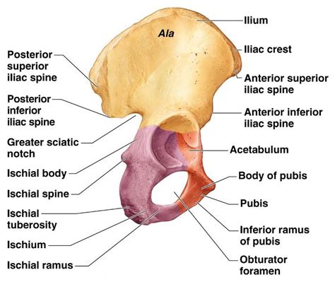 Hip Bone Anatomy or Pelvic Bone[Ilium-Pubis-Ischium] | Bone and Spine