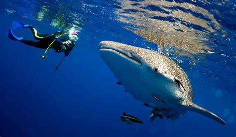 Whale Shark Migration and the Incredible Great Shark Race – Slipins ...