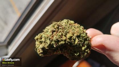 Best Marijuana Strains for Depression - ATTN: