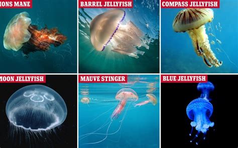 13 Different Types of Jellyfish You Should Know