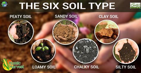 Which type of #soil your land contains? | Types of soil, Sandy soil, Soil