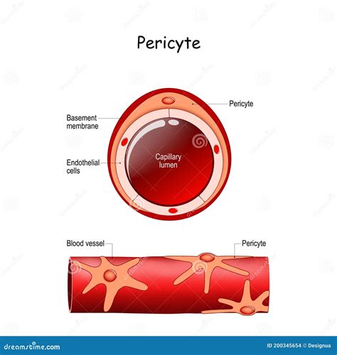 Pericyte Anatomy. Structure Of Blood Vessel. Cross Section Of Capillary Vector Illustration ...