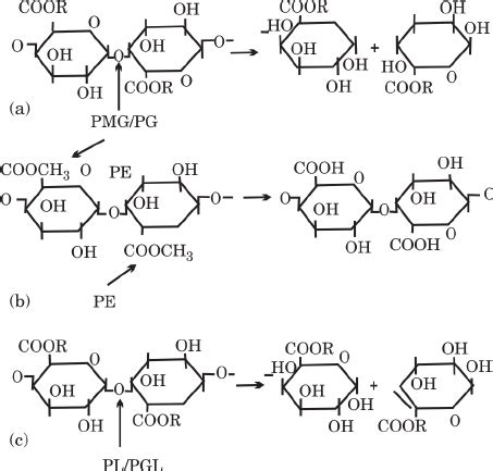 7. Model of action of pectinases. The arrow indicates the place where ...