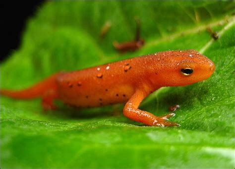 PETS AND ANIMALS: ♥ Steps When Setting Up The Optimum Salamander Habitat