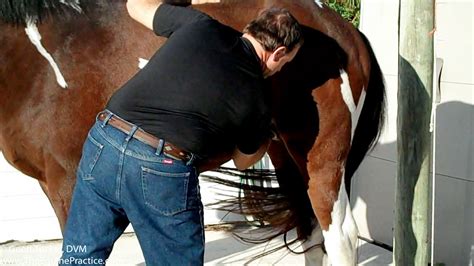 Clean A Horse Sheath Without Sedation | The Horse's Advocate