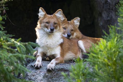 Dhole Pups