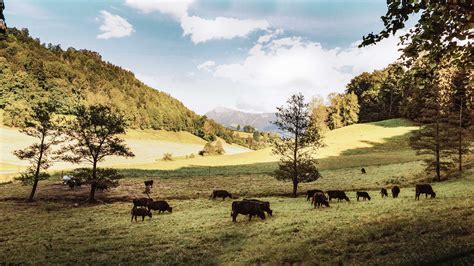 Die Schweizer Wagyus im Götzental - ein Film von Mark Rissi | Swiss Premium Wagyu