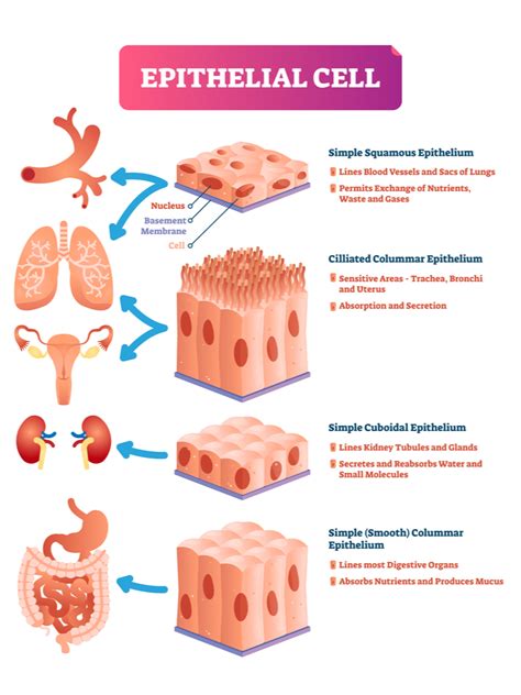 What Is Epithelial Tissue Function Types And Structure Video Lesson ...