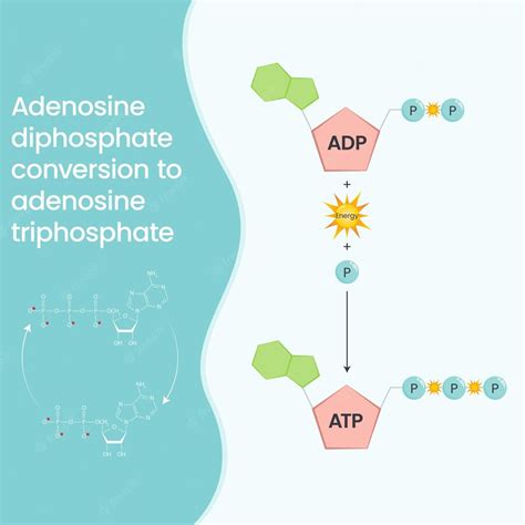 Premium Vector | Adenosine triphosphate and adenosine diphosphate ...