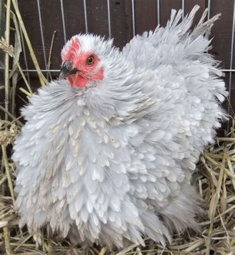 PEKIN BANTAMS,SILKIES,CHICKENS FOR SALE - FRIZZLE PEKIN BANTAMS ...