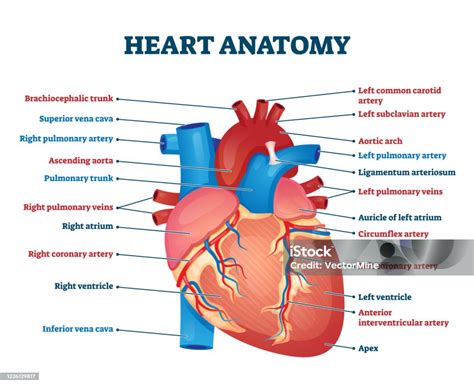 Anterior Heart Model Labeled