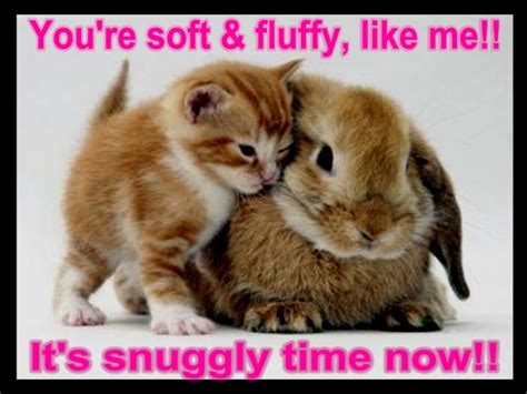 cat & bunny funny - Animal Humor Photo (19948808) - Fanpop