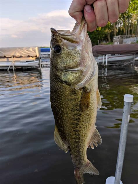 Largemouth Bass: Seriously Everything You Need To Know