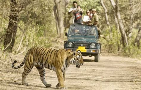 Jungle Safari in India- Wildlife Safari in India