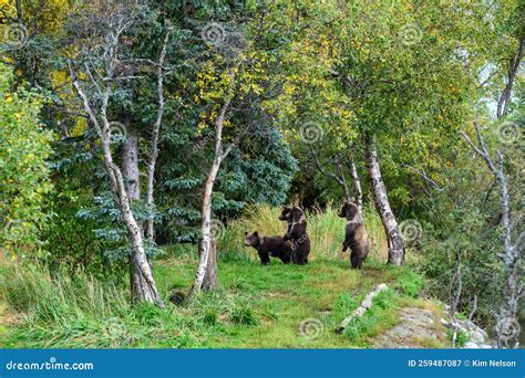 Cute Little Brown Bear Cubs with Natal Collars Standing Up Alert on the Side of the Brooks River ...