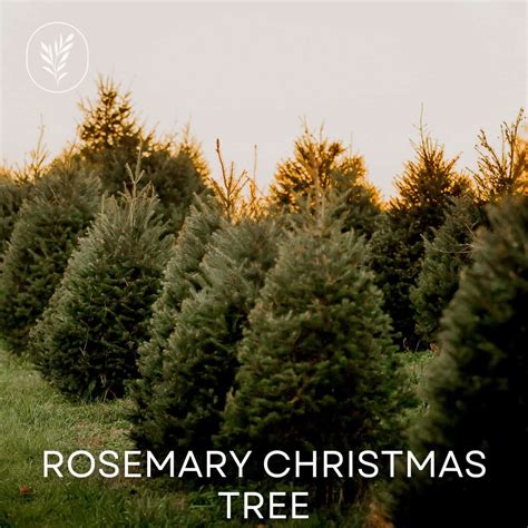 Rosemary Christmas tree 🎄🌿 Caring for your festive centerpiece!