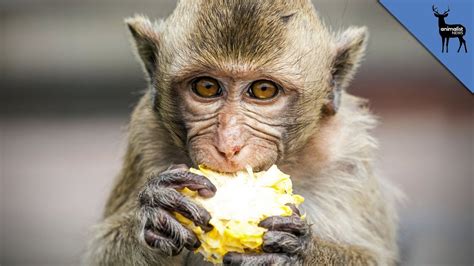 What Else Do Monkeys Eat Besides Bananas? - YouTube