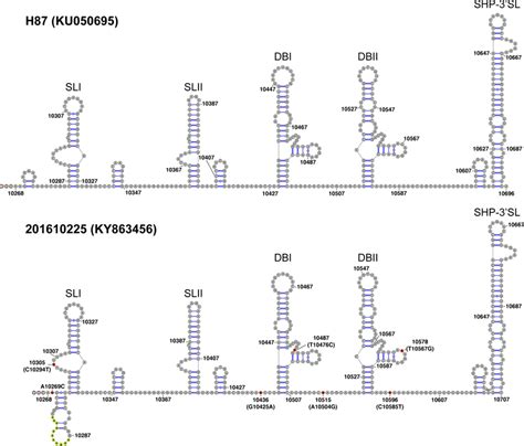 Mfold RNA structure prediction for the complete 3'UTR of DENV-3... | Download Scientific Diagram