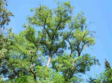 Types of Locust Trees with Identification Guide and Pictures (2022)