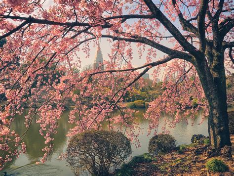 Cherry Blossoms Shinjuku Gyoen National Garden - DLifeJourney