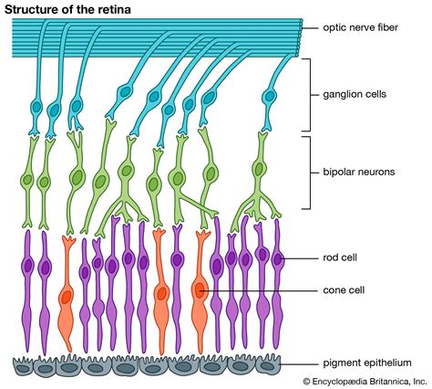 Human eye - Retina, Optic Nerve, Vision | Britannica