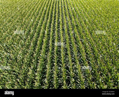 Corn field aerial view Stock Photo - Alamy