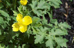 Celandine Poppy, Wood Poppy - Watching for WildflowersWatching for ...