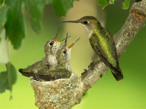 Baby Hummingbirds: All You Need to Know (with Pictures) | Birdfact