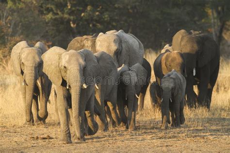 African Elephant herd stock photo. Image of walking, national - 40173686