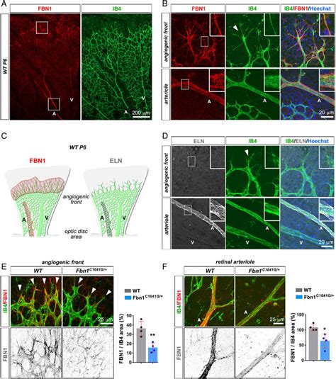 Fibrillin-1 is expressed within the microvasculature of the developing ...