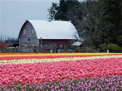 Holland Tulip Fields: Rainbow that lasts little longer