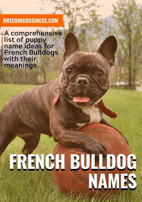 180+ French Bulldog Names – Cool Names for Male & Female Frenchies