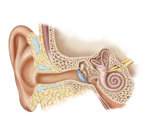 Ear Anatomy Illustration by Kristen Wienandt Marzejon | Medical Illustration & Animation