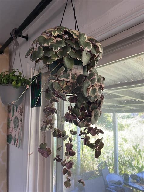 Variegated strawberry begonia- I love watching this thing grow! : r/pinkplants