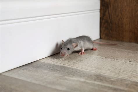 Philadelphia City Council passes rat abatement bill - WHYY