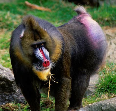 Mandrill - Natural History on the Net