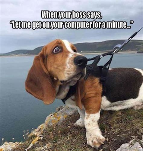 12 Best Basset Hound Memes of All Time