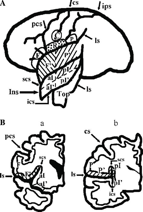 Locations of ROI. (A) Development of the lateral sulcus to show the... | Download Scientific Diagram