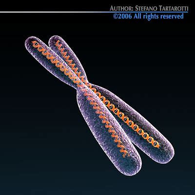 Chromosome with DNA 3D model | CGTrader