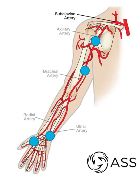 Pulse Points Anatomy Diagram | Quizlet