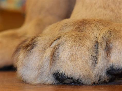 Upclose Lion Paws and Claws Stock Photo - Image of beige, brown: 111284390