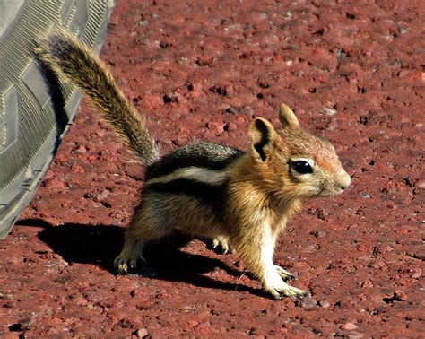 Baby Chipmunk Photograph by Lionel Harris