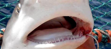 Sandbar Shark – "OCEAN TREASURES" Memorial Library
