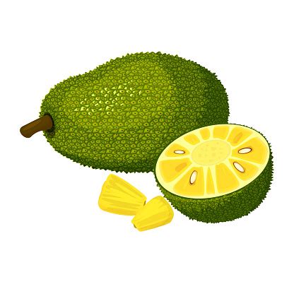 Cartoon Fresh Jackfruit Fruit Isolated On White Stock Illustration ...